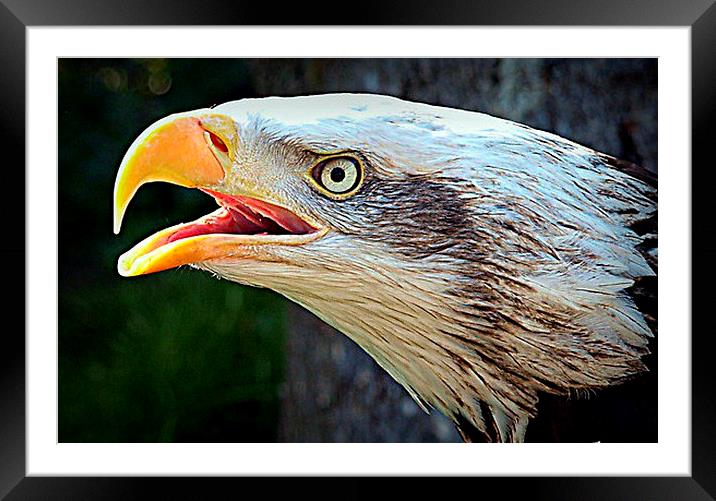  Alaskan Bald Eagle Framed Mounted Print by Pauline Simmonds