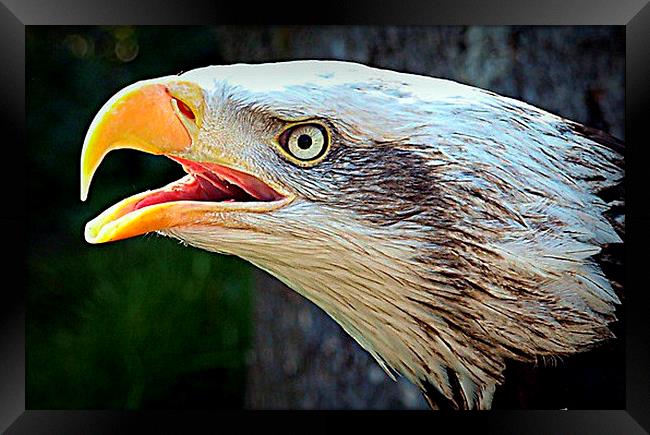  Alaskan Bald Eagle Framed Print by Pauline Simmonds