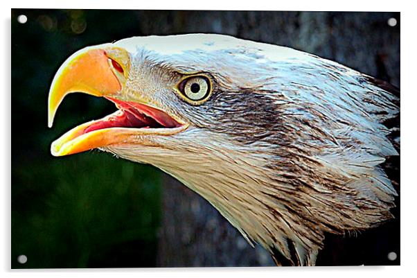  Alaskan Bald Eagle Acrylic by Pauline Simmonds