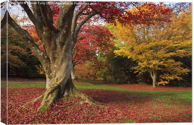  The stunning color of the fall in full bloom Canvas Print by James Tully