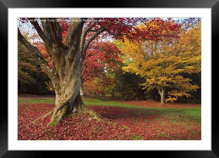  The stunning color of the fall in full bloom Framed Mounted Print by James Tully