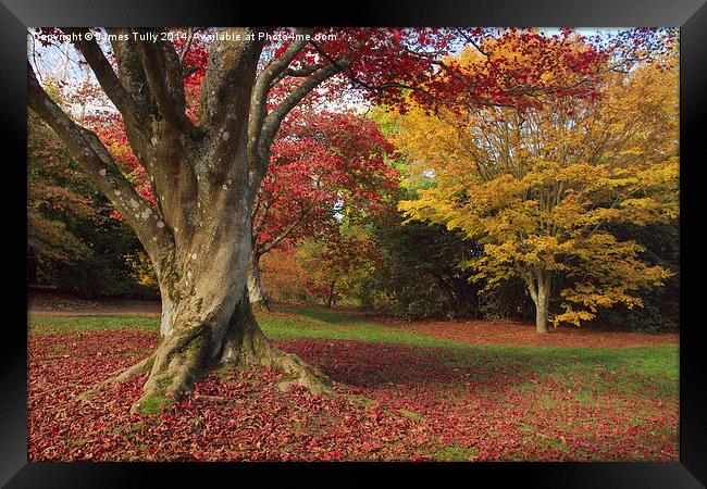  The stunning color of the fall in full bloom Framed Print by James Tully
