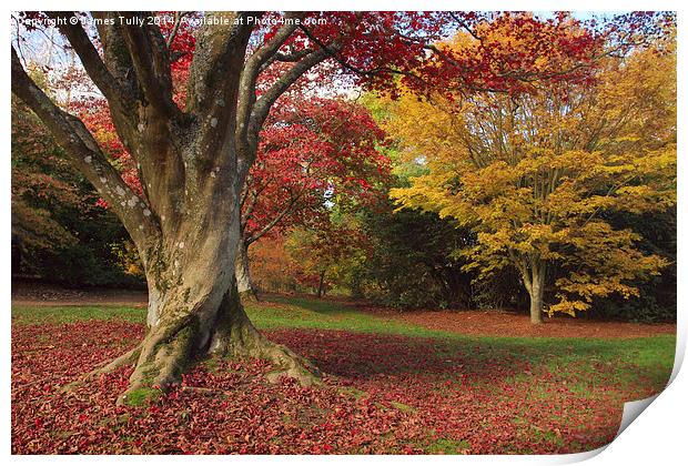  The stunning color of the fall in full bloom Print by James Tully