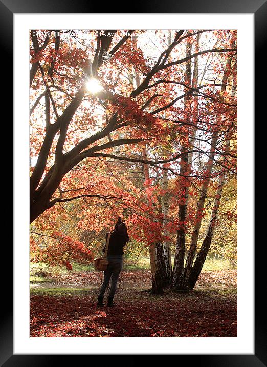  The perfect autumn capture, shooting the sun Framed Mounted Print by James Tully