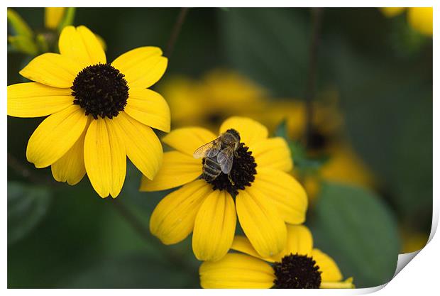 One bee over the flowers nest Print by Adrian Bud