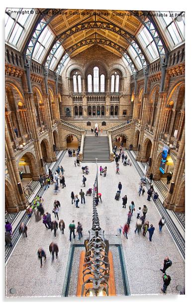 Natural History Museum  Acrylic by Graham Custance