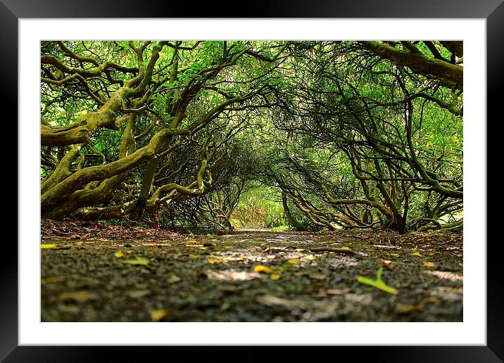  tunnel of trees Framed Mounted Print by craig preece
