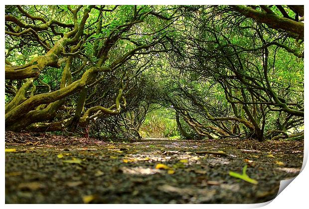  tunnel of trees Print by craig preece