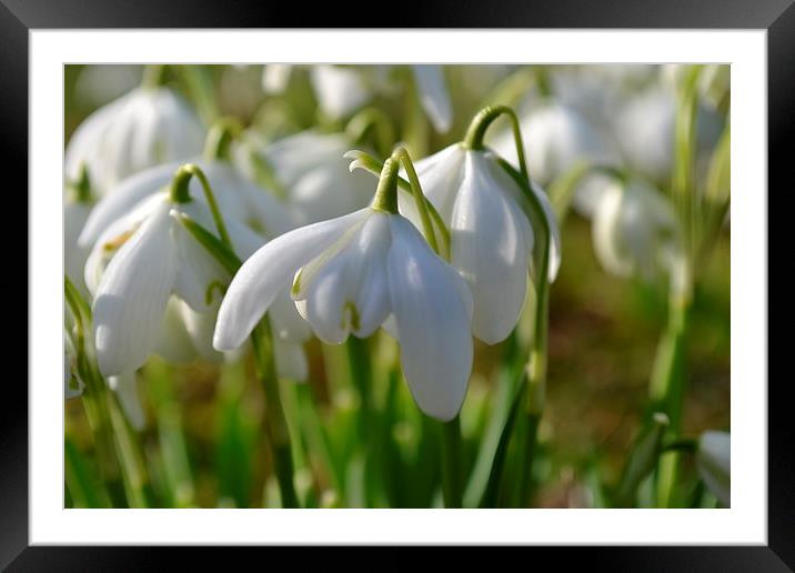 Snowdrops Framed Mounted Print by Paul Collis
