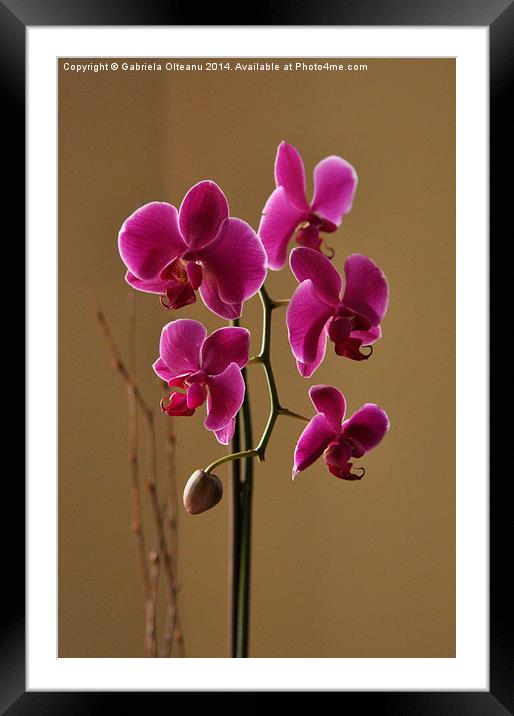 Pink Orchids Framed Mounted Print by Gabriela Olteanu