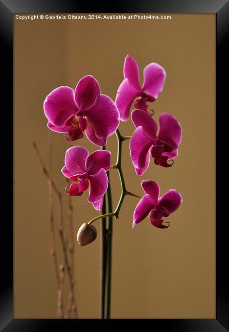  Pink Orchids Framed Print by Gabriela Olteanu