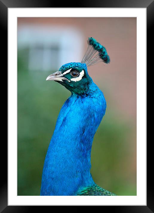  Peacock Framed Mounted Print by Paul Collis