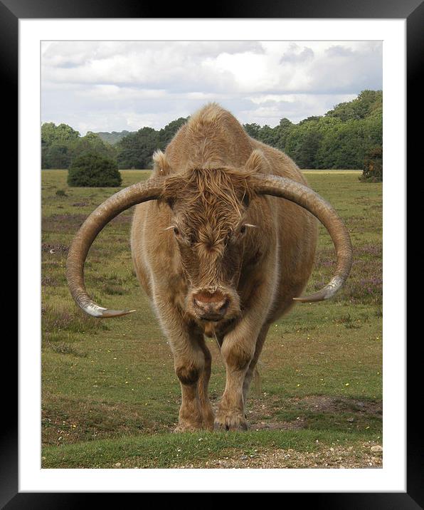  The Bull Framed Mounted Print by Paul Collis