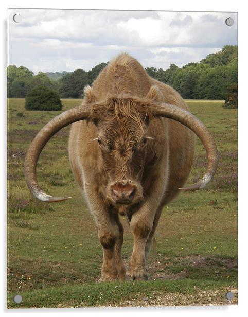  The Bull Acrylic by Paul Collis