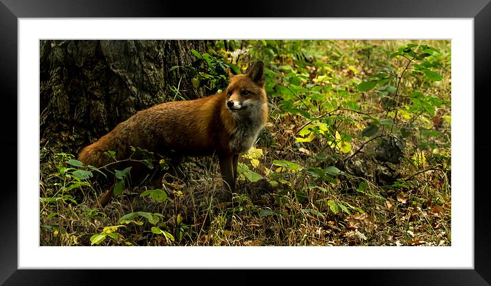  Red Fox Framed Mounted Print by Alan Whyte