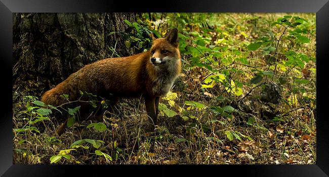  Red Fox Framed Print by Alan Whyte