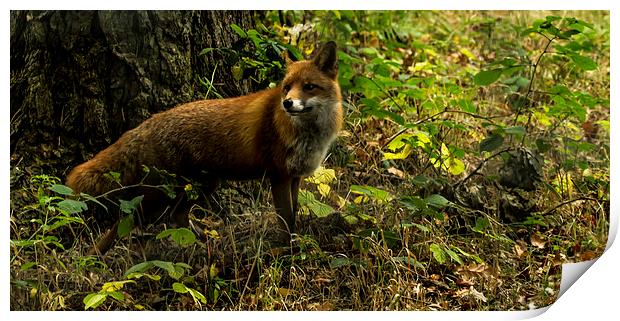  Red Fox Print by Alan Whyte