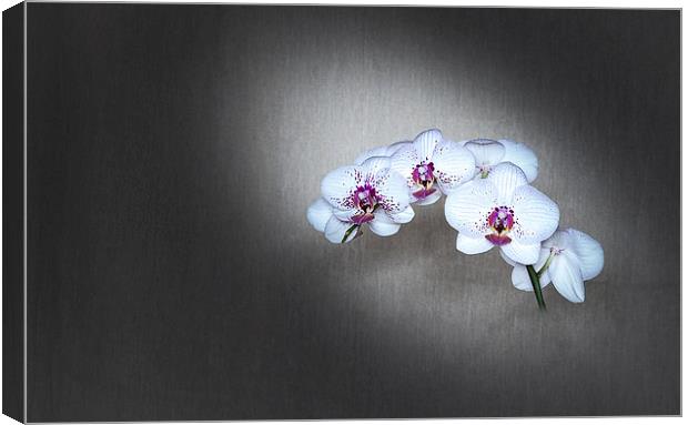  Orchid Canvas Print by paul holt