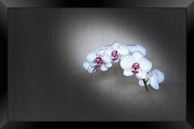  Orchid Framed Print by paul holt