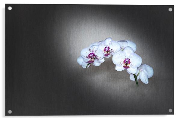  Orchid Acrylic by paul holt