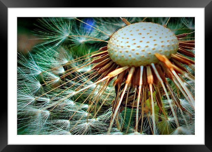  Puffed Out Framed Mounted Print by Pauline Simmonds
