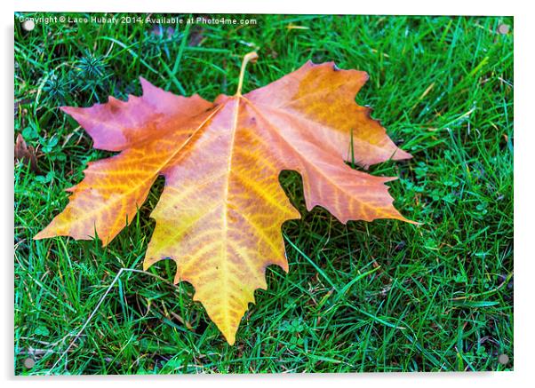 Maple Leaf Acrylic by Laco Hubaty