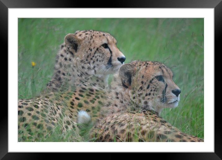  Chilling in the sun Framed Mounted Print by Paul Collis