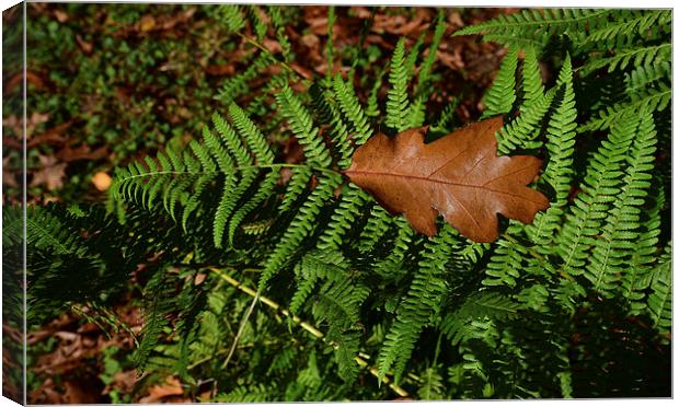 Oak leaf on Ferns Canvas Print by Jonathan Evans
