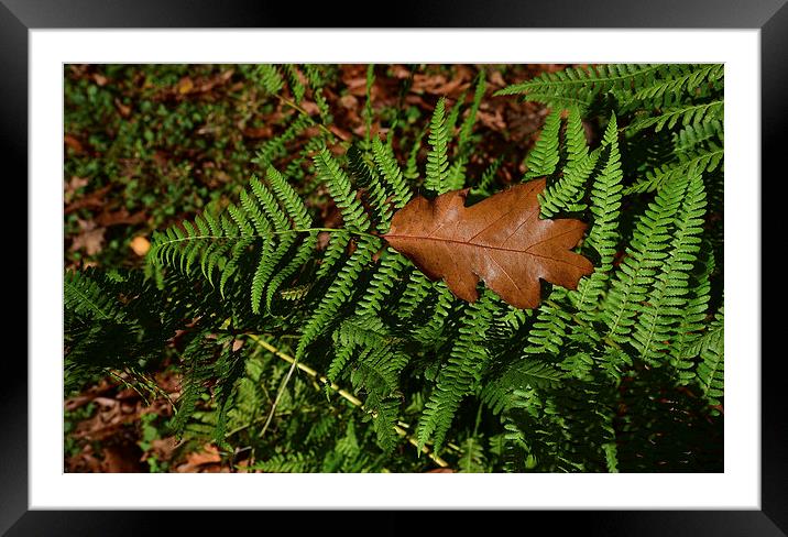 Oak leaf on Ferns Framed Mounted Print by Jonathan Evans