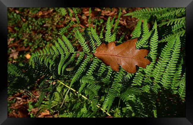 Oak leaf on Ferns Framed Print by Jonathan Evans