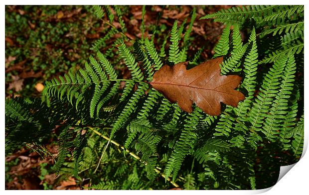 Oak leaf on Ferns Print by Jonathan Evans