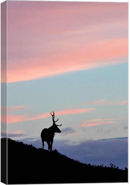     Stag Silhouette Canvas Print by Macrae Images