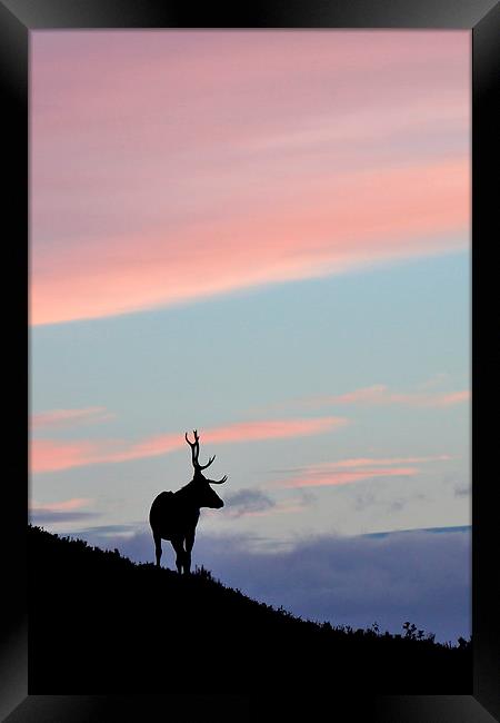     Stag Silhouette Framed Print by Macrae Images