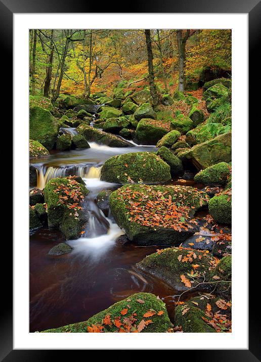 Padley Gorge Autumn Colours  Framed Mounted Print by Darren Galpin