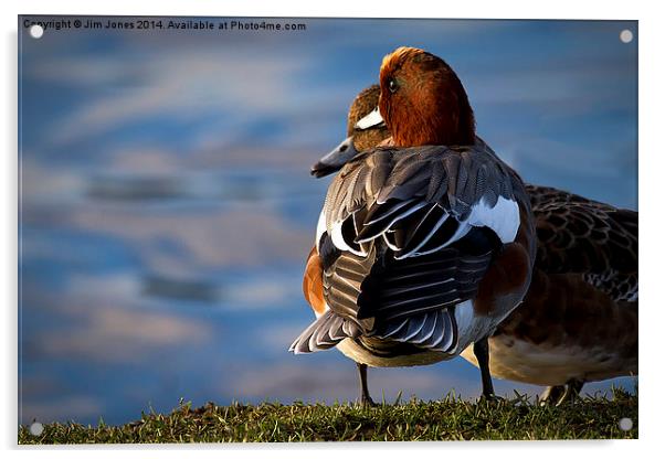  Wigeon enjoying the sunshine Acrylic by Jim Jones