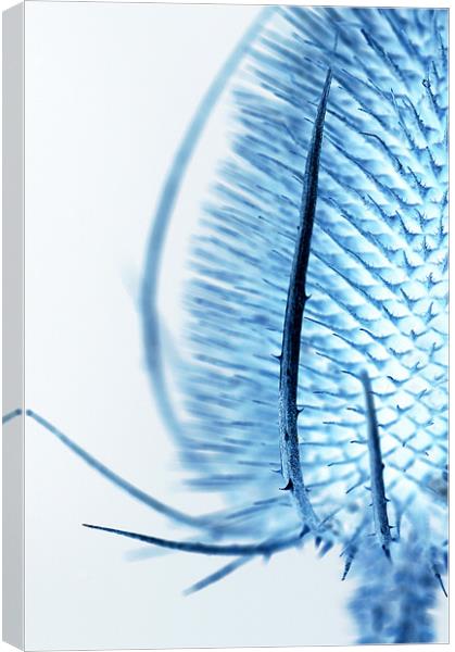 Inverted Teasel Canvas Print by Martin Williams