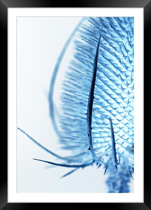 Inverted Teasel Framed Mounted Print by Martin Williams