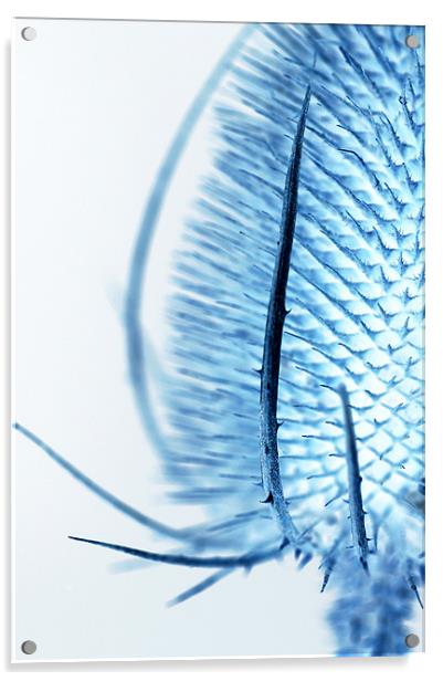 Inverted Teasel Acrylic by Martin Williams