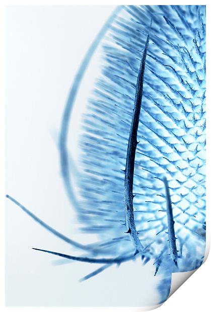 Inverted Teasel Print by Martin Williams