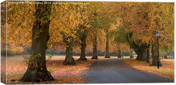  Autumn Colours Canvas Print by Peter Yardley