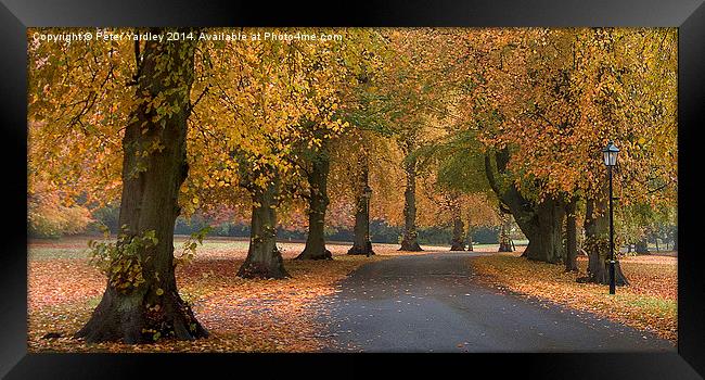  Autumn Colours Framed Print by Peter Yardley