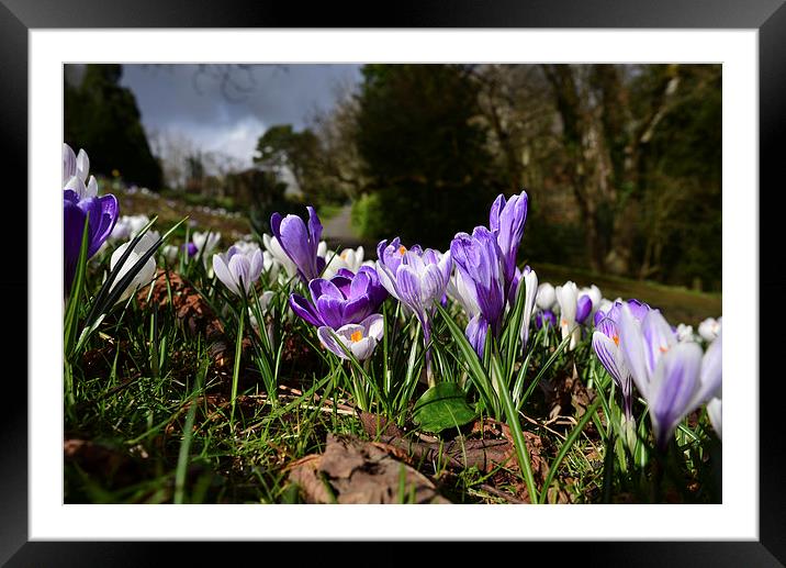 Spring crocus with ominious clouds Framed Mounted Print by Jonathan Evans
