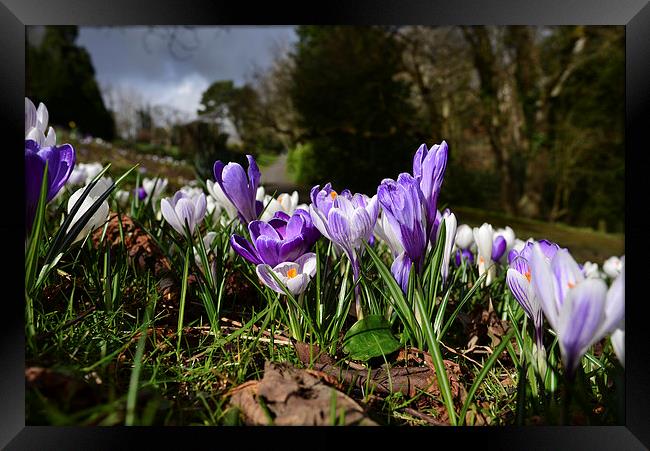 Spring crocus with ominious clouds Framed Print by Jonathan Evans