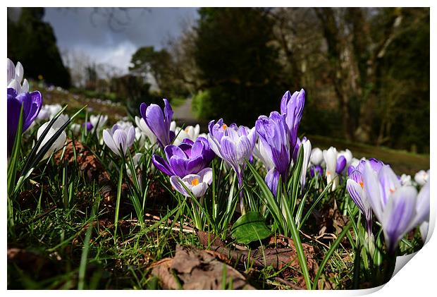 Spring crocus with ominious clouds Print by Jonathan Evans