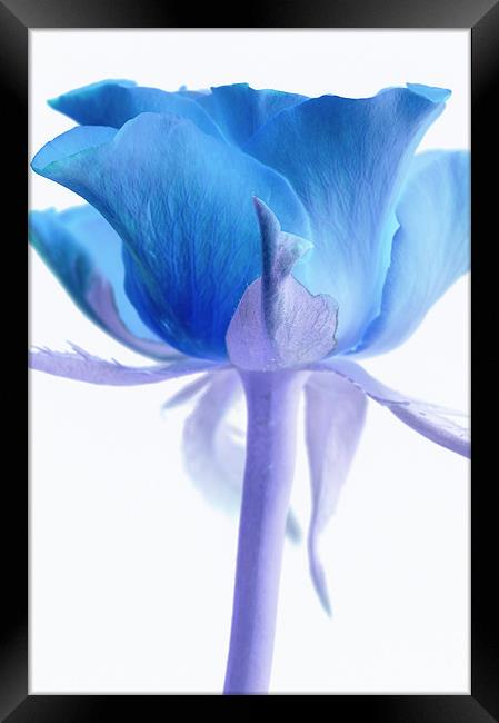 Blue Rose Framed Print by Martin Williams