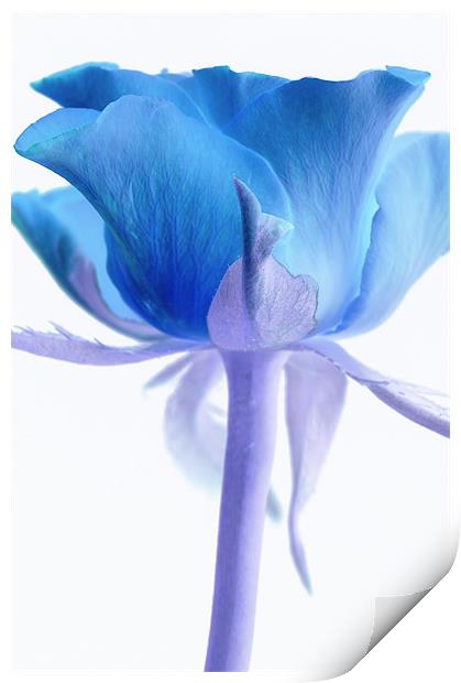 Blue Rose Print by Martin Williams