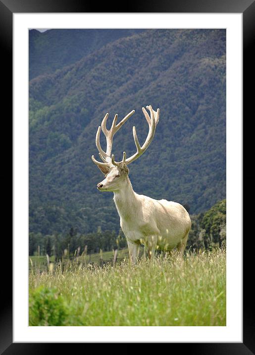 white stag in velvet Framed Mounted Print by Peter Righteous