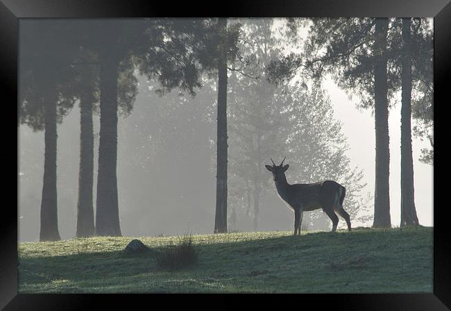 in the mist Framed Print by Peter Righteous