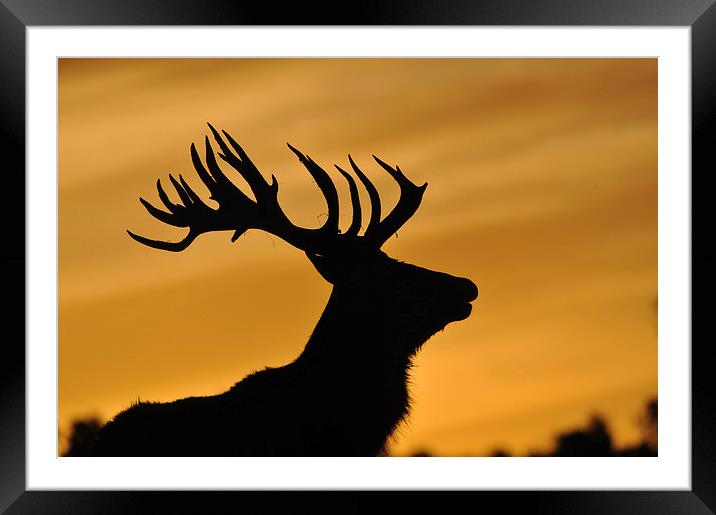 red deer stag at sunset Framed Mounted Print by Peter Righteous