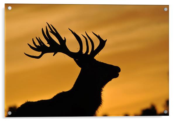 red deer stag at sunset Acrylic by Peter Righteous